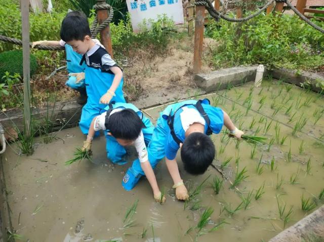 忙碌四季农事 南京市香山路幼儿园的孩子们爱上劳动