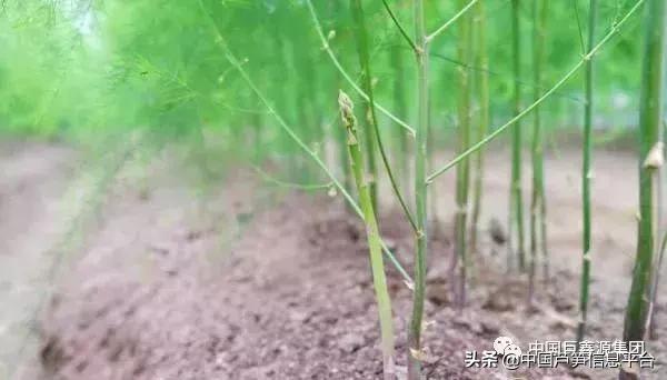 芦笋高产种植技术以及管理要点