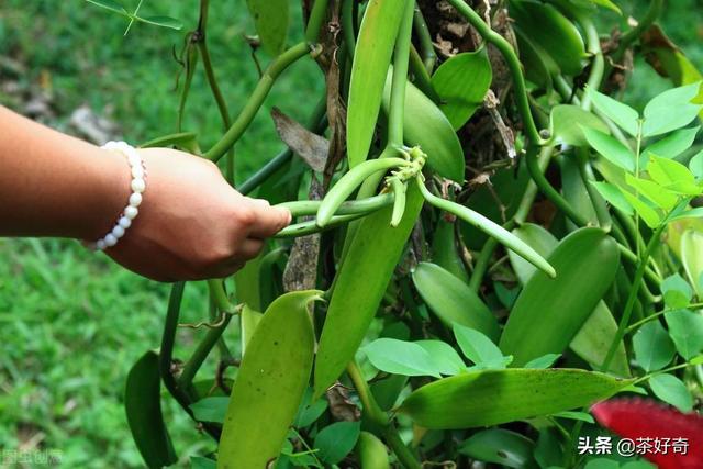 香兰茶，海南添香茶中的奇珍，在国内低调却畅销国际