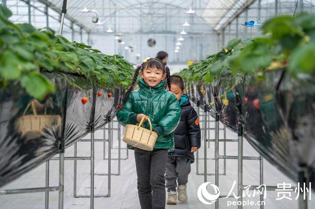 贵阳小小草莓助农增收