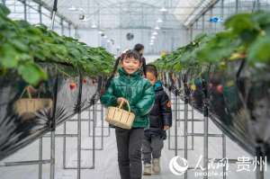 花溪区草莓种植园(贵阳小小草莓助农增收)