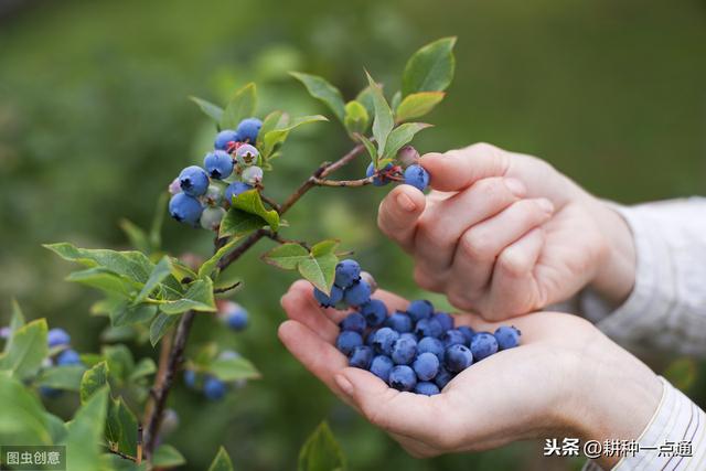 我国在蓝莓栽培上有着得天独厚的优势，利用好土地就有高产量