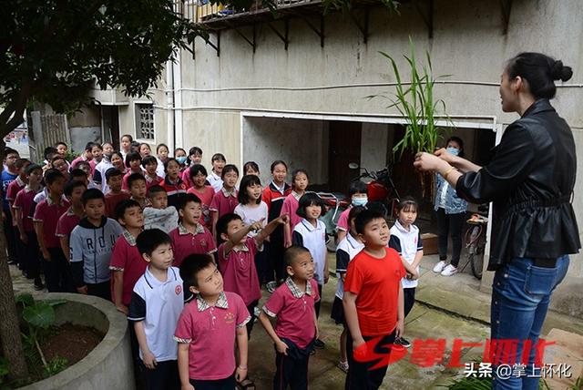 种水稻的城里娃——怀化市红星路小学学生水稻种植体验侧记