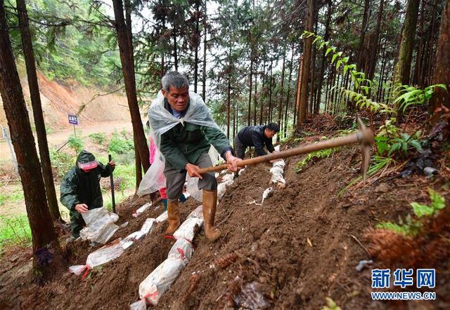 广西鹿寨：林下种“芝”助增收