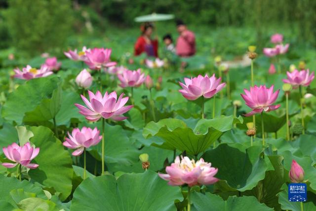 夏日荷花美