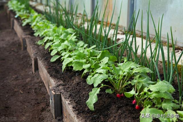 种植大白菜、萝卜，这些肥料现在好准备了，提前做好有备无患