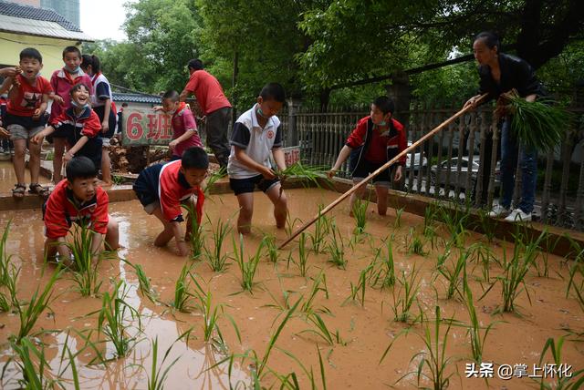 种水稻的城里娃——怀化市红星路小学学生水稻种植体验侧记