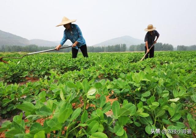 如何让花生实现增产增收？开花结荚期重点抓好4项田间管理