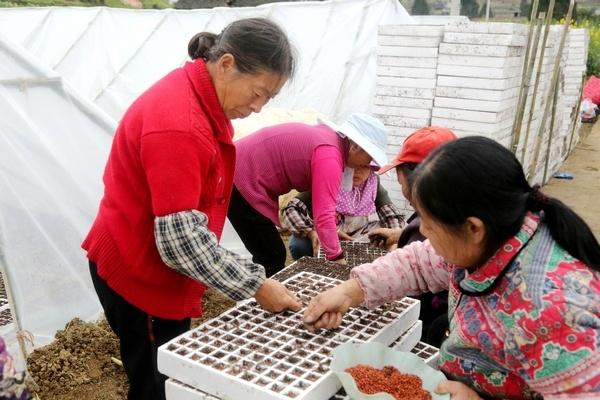 习水县桑木镇：高粱育苗有新招