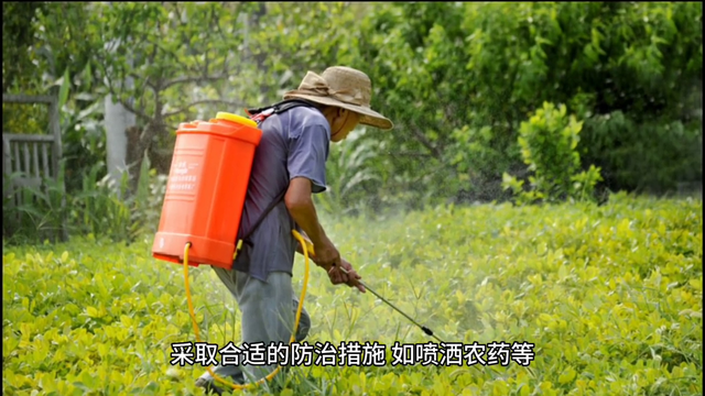 水稻种植技术有哪些？