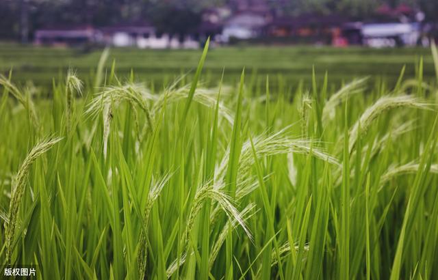 水稻高产种植方法，农户注意了解下