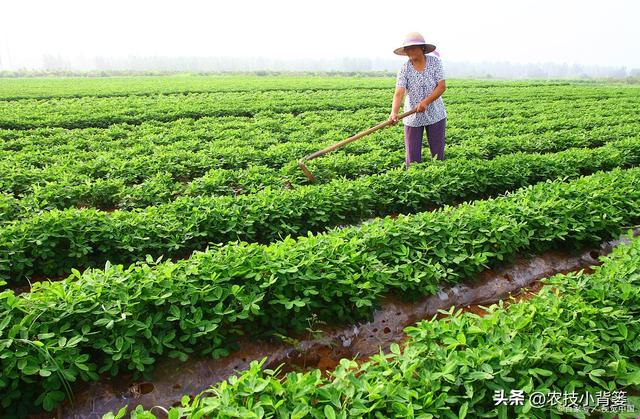 如何让花生实现增产增收？开花结荚期重点抓好4项田间管理