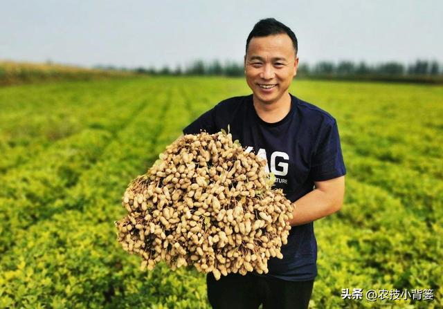 如何让花生实现增产增收？开花结荚期重点抓好4项田间管理