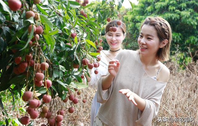 荔枝栽培技术，农民种植要掌握这10招，一定稳妥