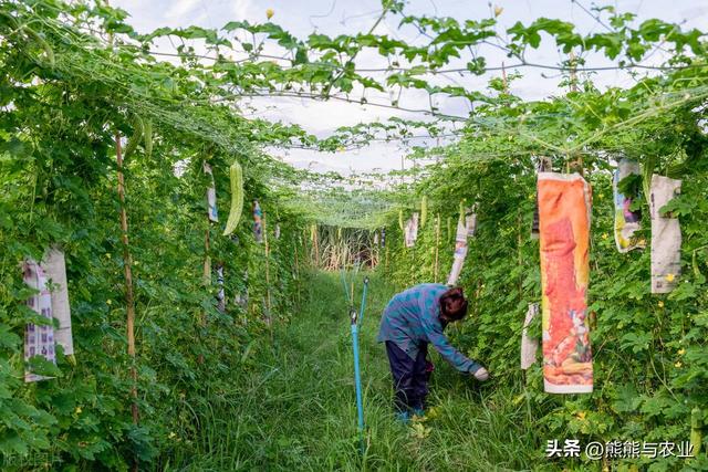 苦瓜种植方法，种子如何浸泡，夏季如何管理，苦瓜吃不完