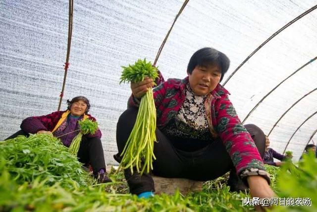 时蔬贵族——芦蒿养成记：卖菜未尝菜滋味，菜农的丰收与“小气”