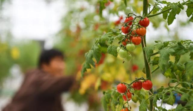 重庆开州：鲁渝协作促蔬菜产业提档升级