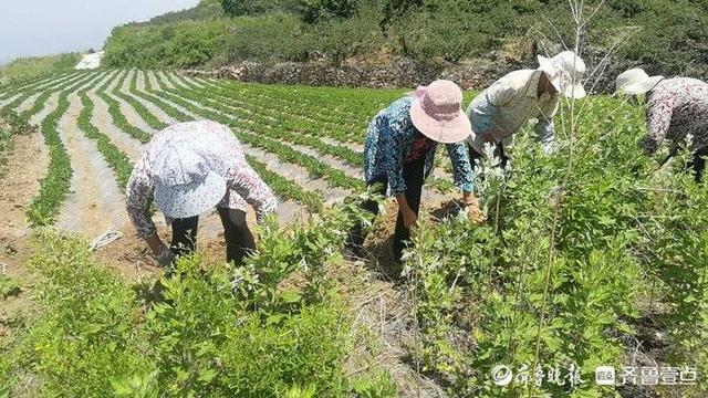 蹲点报告丨济南钢城棋山村民的艾草致富路