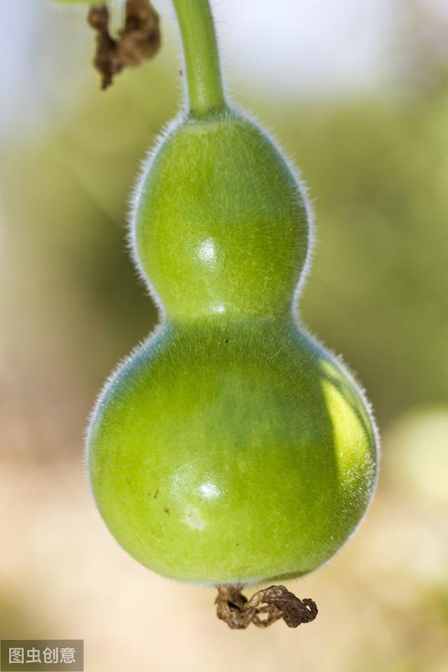 手捻葫芦用药水？这些问题你都听说过吗？