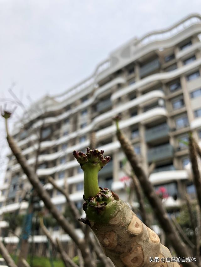 海南特色植物之鸡蛋花