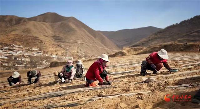 好消息！榆中县马坡乡在高海拔的马衔山山麓种植1500亩当归