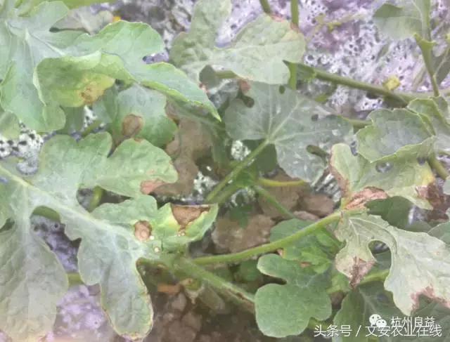 西瓜全程种植技术方案