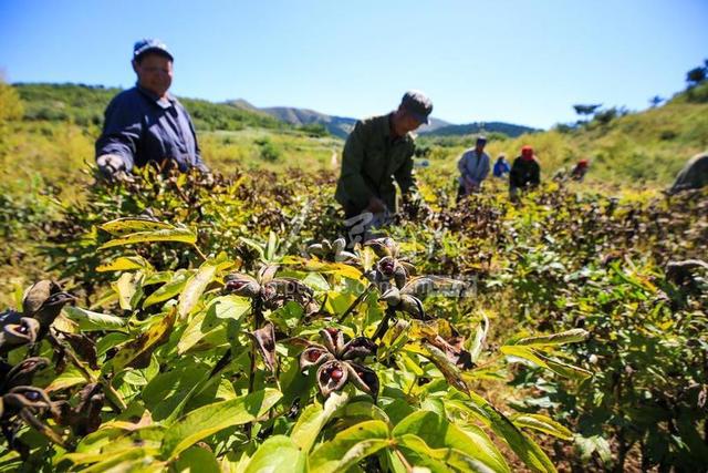 河北迁西：油用牡丹种植助力增收致富