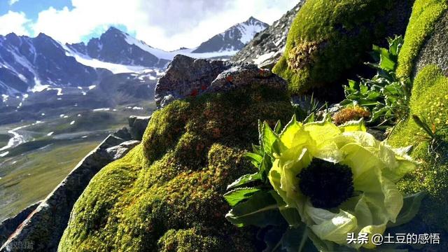 天山雪莲花，神奇而珍贵，如今可遇不可求