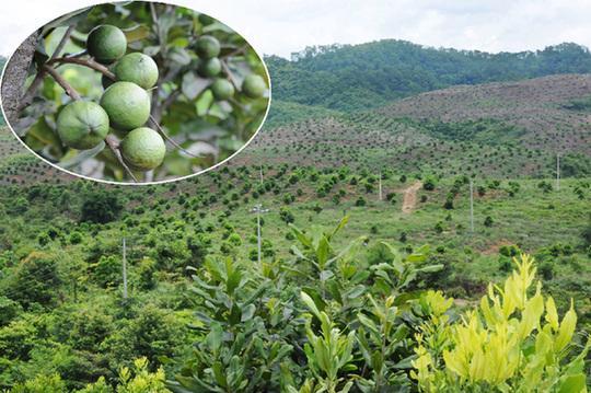 永仁县澳洲坚果种植技术