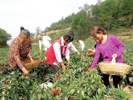 浅谈湖南高山辣椒种植技术