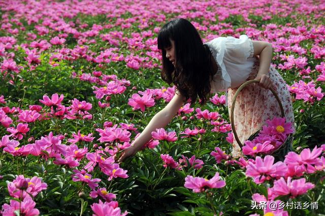 秋冬季节有土地别闲着，种上这几种药材，效益相当不错