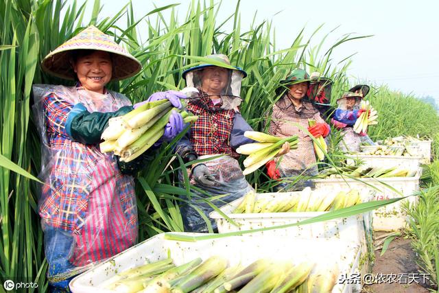 种植茭白想高产，3条易犯错误要避免，5点增产技巧需记牢