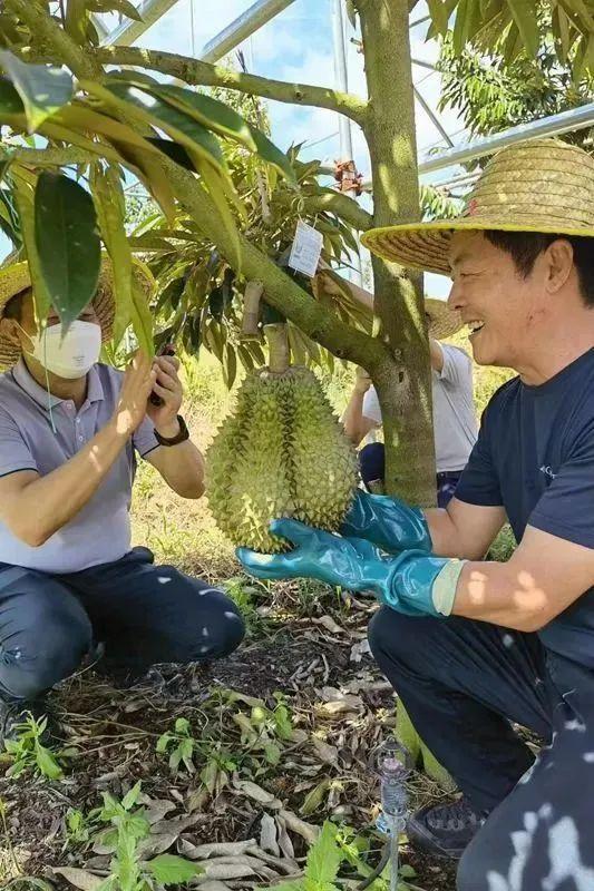 爱吃榴莲的朋友看过来！海南榴莲预计今年6月上市