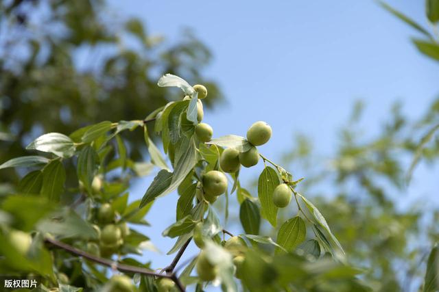 种植枣树采用无公害的栽培技术，可以有效地提高大枣的产量和质量