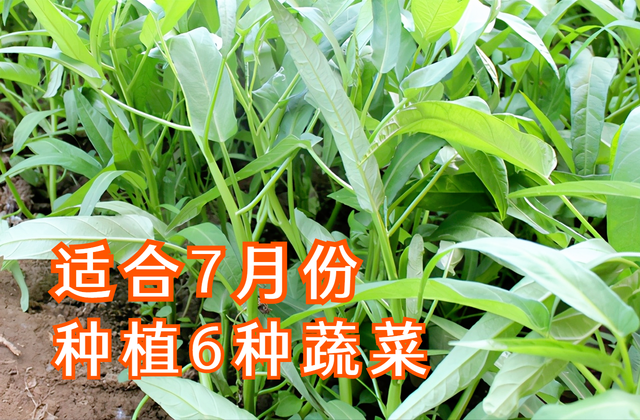 7月份6种蔬菜可以种植，耐高温，秋天可收获，菜农们别错过