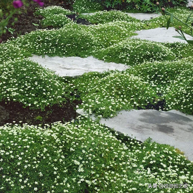 怎么控制花园杂草生长？我建议采用这6种防杂草植物