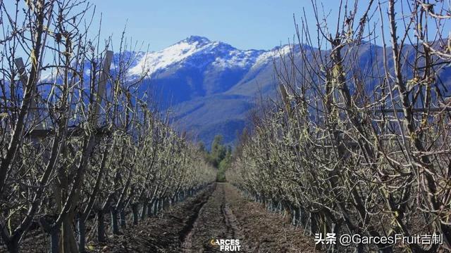 天天“偷能量”种树？其实你在家里也可以种车厘子树