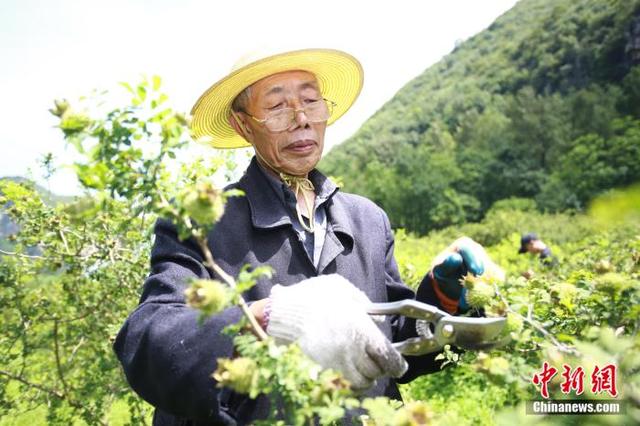 「在生态文明建设上出新绩」刺梨的逆袭：野果子如何变身凉都宝？