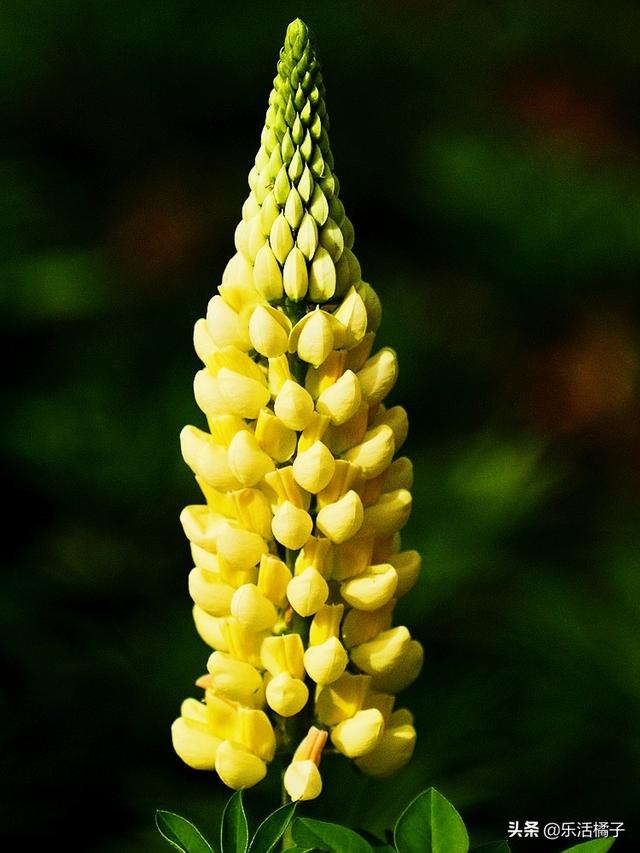 鲁冰花羽扇豆，春暖花开好花，花农告诉你春夏如何养及病虫害护理