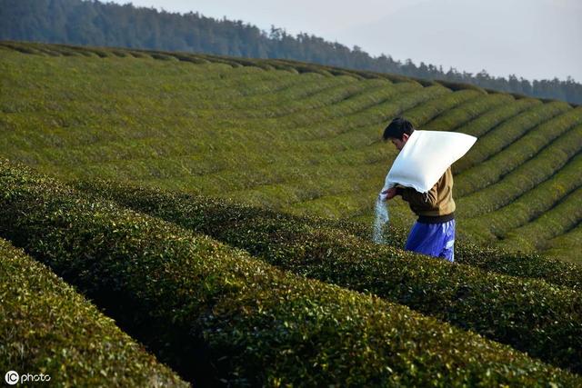 茶树长势不好，病害多，品质差怎么办？这套科学施肥技术助你高产