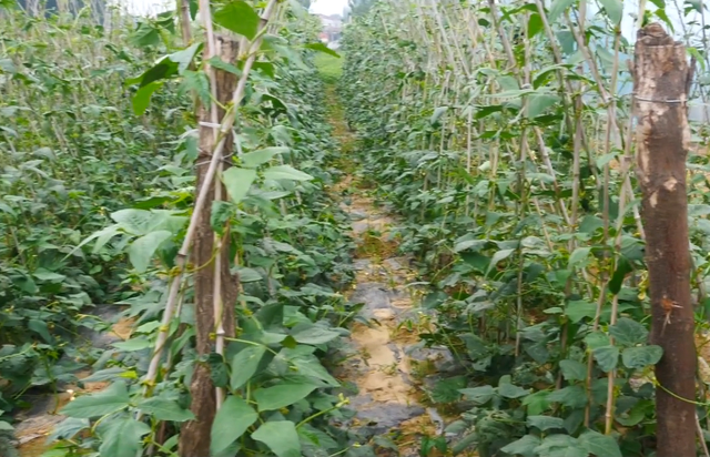 黄瓜、豆角该种了，掌握好种植技巧，结得多，产量高