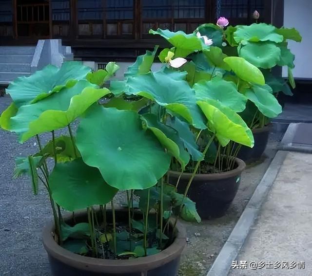 用旧水缸在院子里种莲藕，夏天赏花冬天采藕，一缸能产几十斤