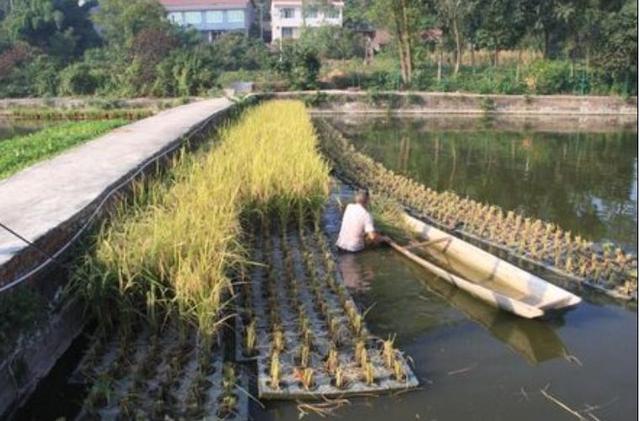 基金项目：养殖池塘浮床水稻种植模式初探及效益分析