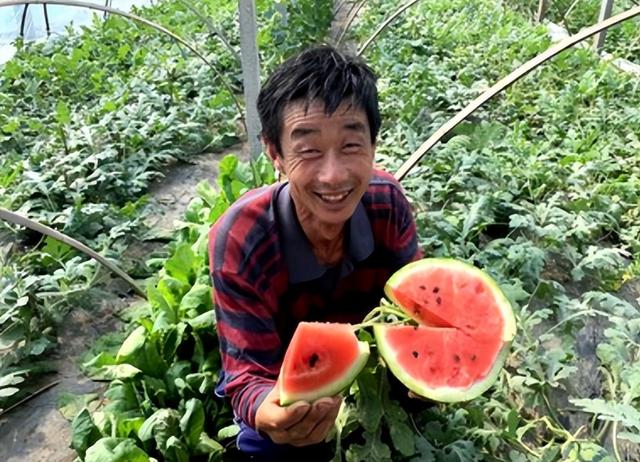 怎么才能种出好西瓜？种植密度很重要，不仅影响产量还有果实大小