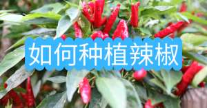 辣椒怎么种植(如何种植辣椒？)