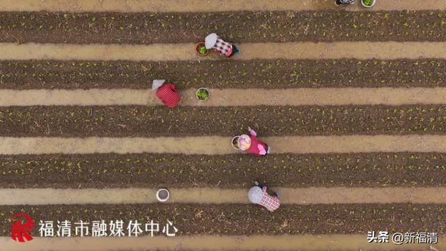 3000亩“菜园子”！福清的大户人家→东阁华侨农场的蔬菜基地