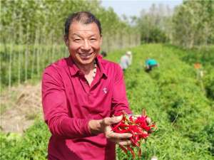 毫州农业种植回收(小辣椒长成大产业 火红的日子“谯”门来)