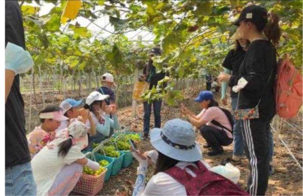 武汉农民传授种植葡萄带领乡亲致富