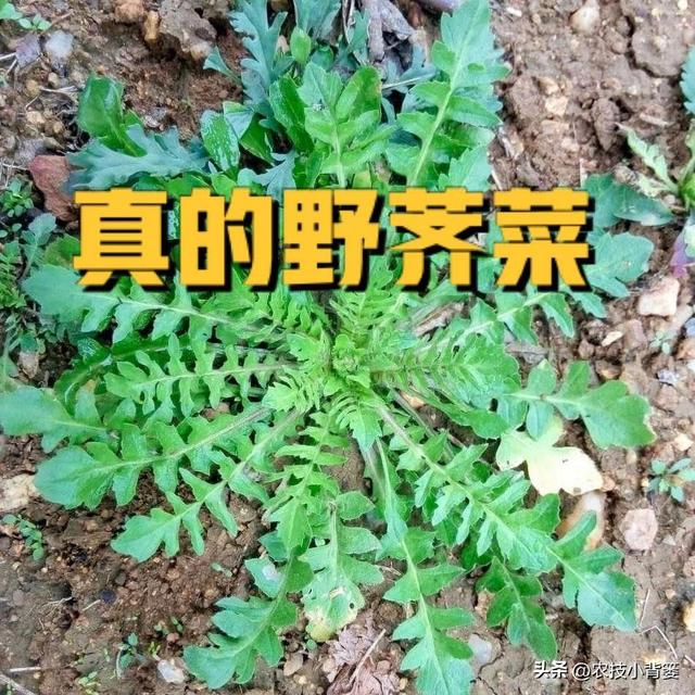 荠菜四季都能种，种植方法很简单！看完这篇文章你也能种出好荠菜