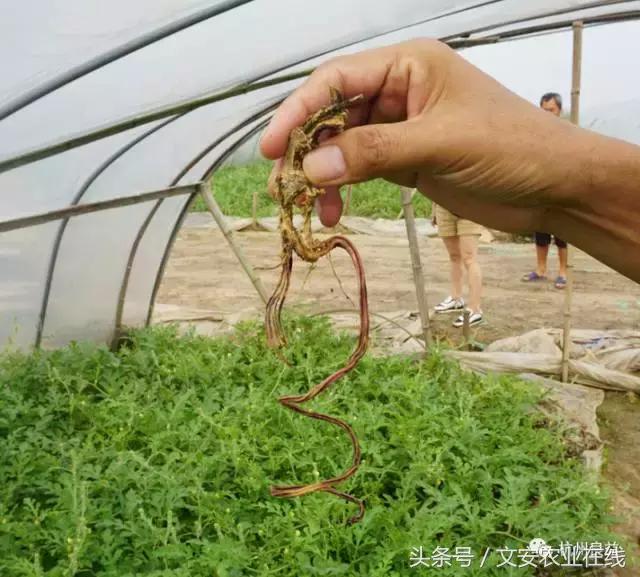 西瓜全程种植技术方案